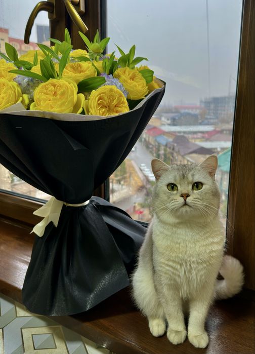 Silver shinshilla mushugimiz vyazkaga tayyor