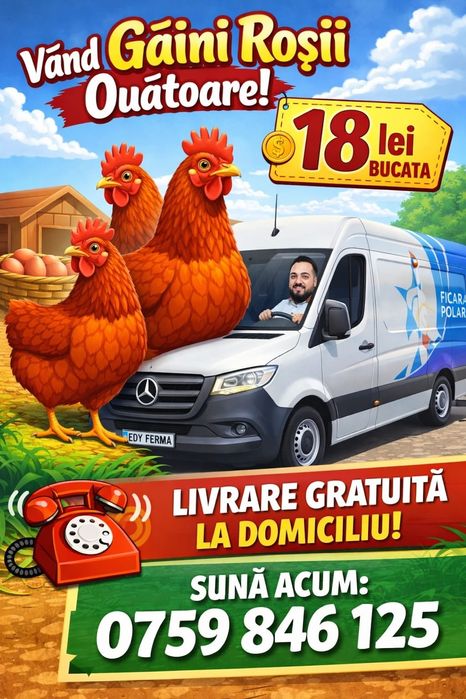 Găini Roșii Outoare