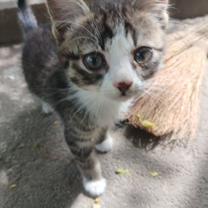 Отдам котёнка в добрые руки