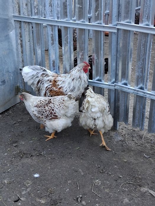 Vând oua de incubat de la găinile din poza