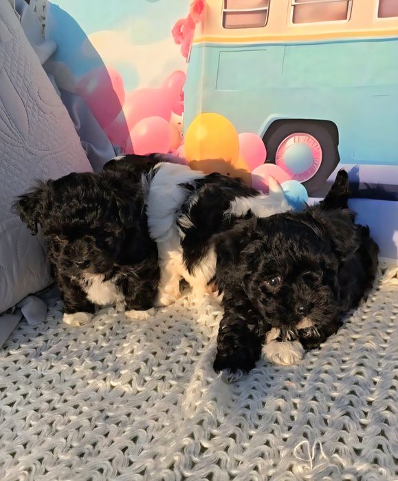 Малтипу /малтийска болонка и пудел тийкъп/