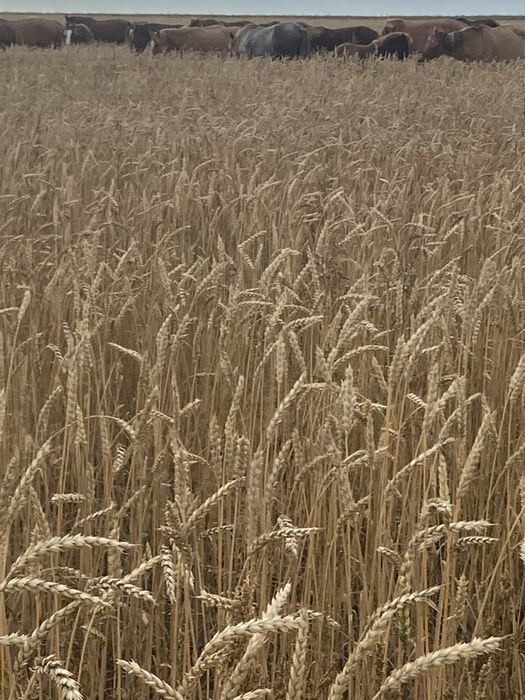 Продам пшеницу в мешках