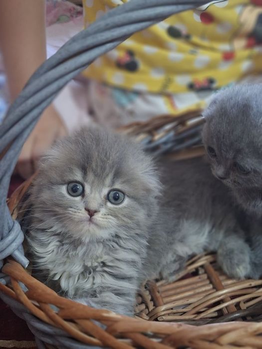 Котята породы скоттиш фолд и скоттиш страйт