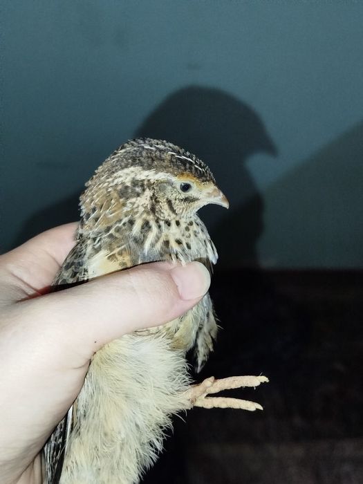 Бедана сотилади продается