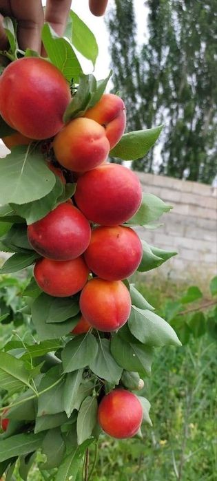 Урик Залдори кучатлар бор 100% К