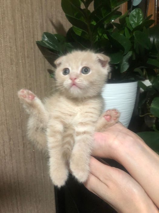 Продам котят скоттиш фолд/страйк