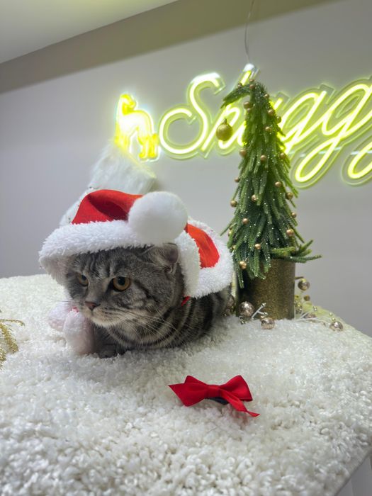 Отдам кота даром