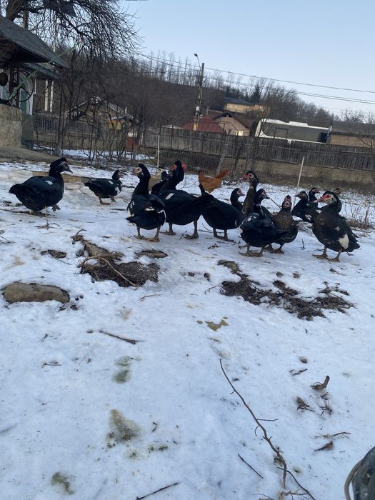 Vand rațe leșești