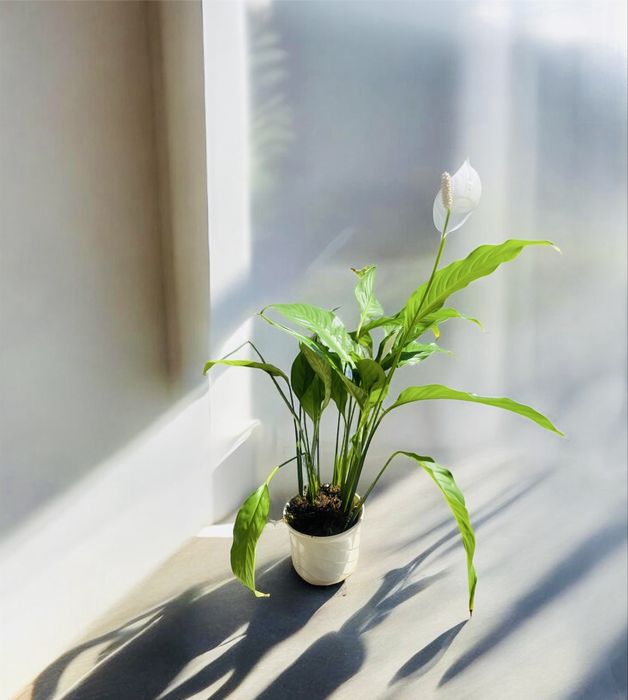 Спатифилум  в керамична саксия