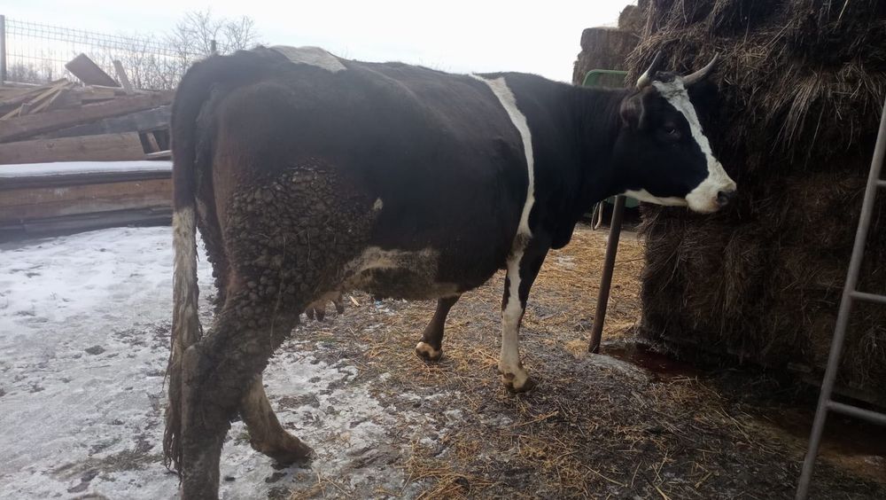 Vand vaca gestanta in ultima luna!