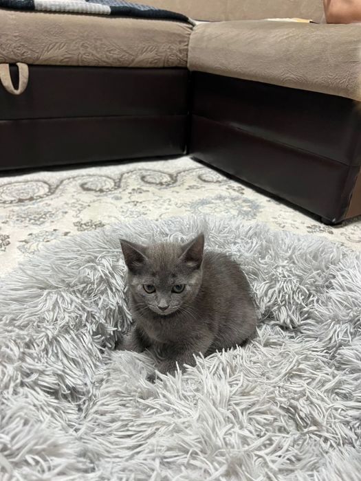 Британский котенок