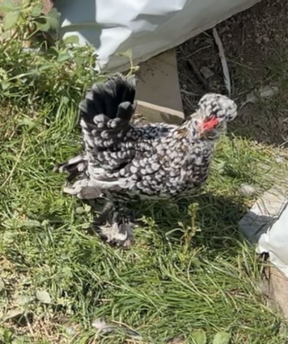 Vand oua gaini pitice struma bantam , toate culorile