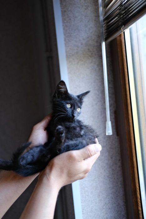 маленький котенок ищет дом