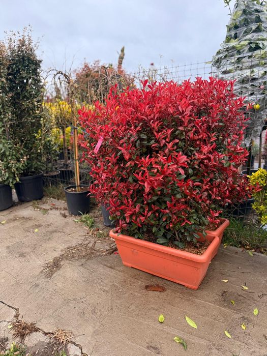 Gazon rulou plante ornamentale pentru gradina