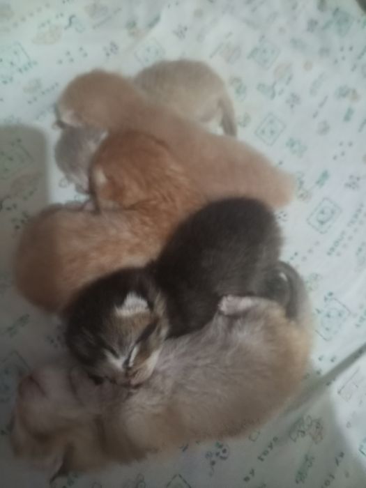 Продам котят породистых