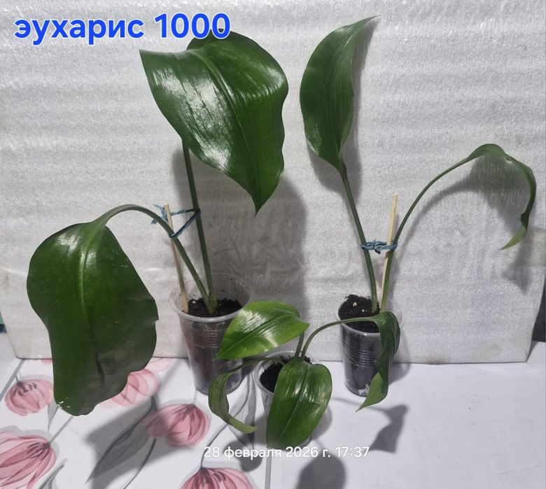 Домашние цветы разные