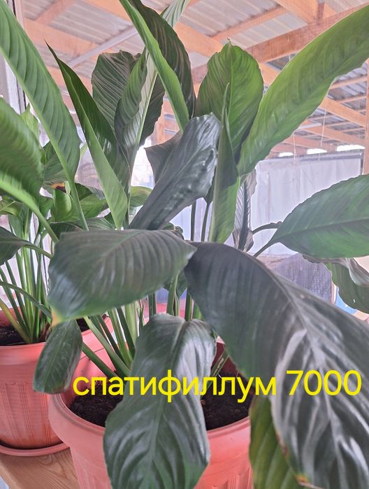 Продам домашние цветы