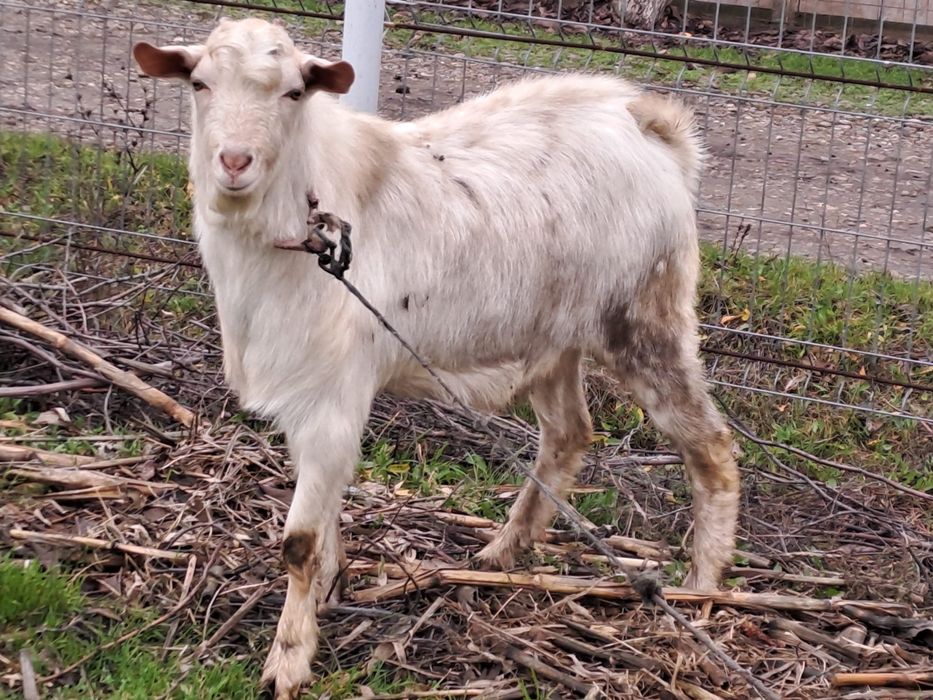 Țapi tineri de vanzare