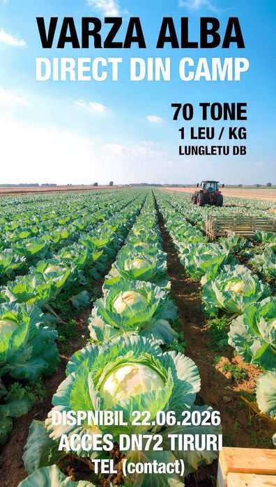 Producător varza