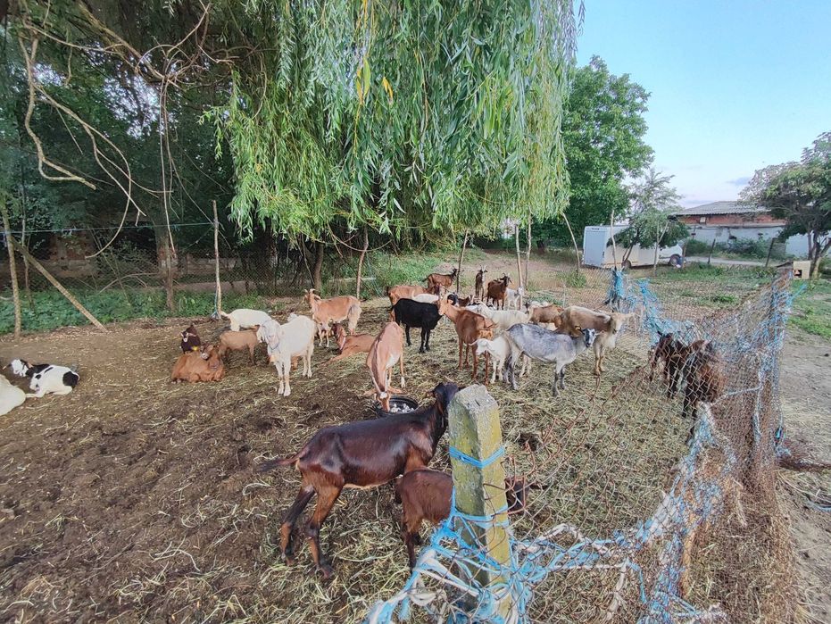 Продавам млечни кози