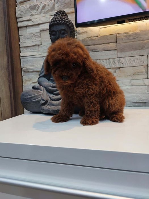 Пудел Той/Poodle Toy