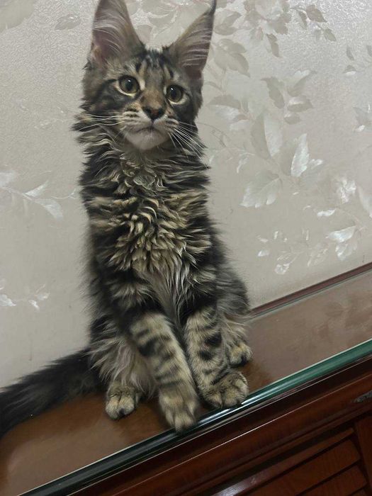 Продается кошка Мейн-кун