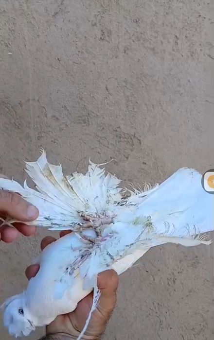 Продам голубей...