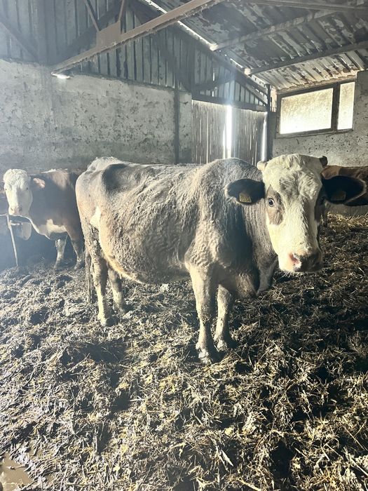 Vand vaci gestante cu lapte