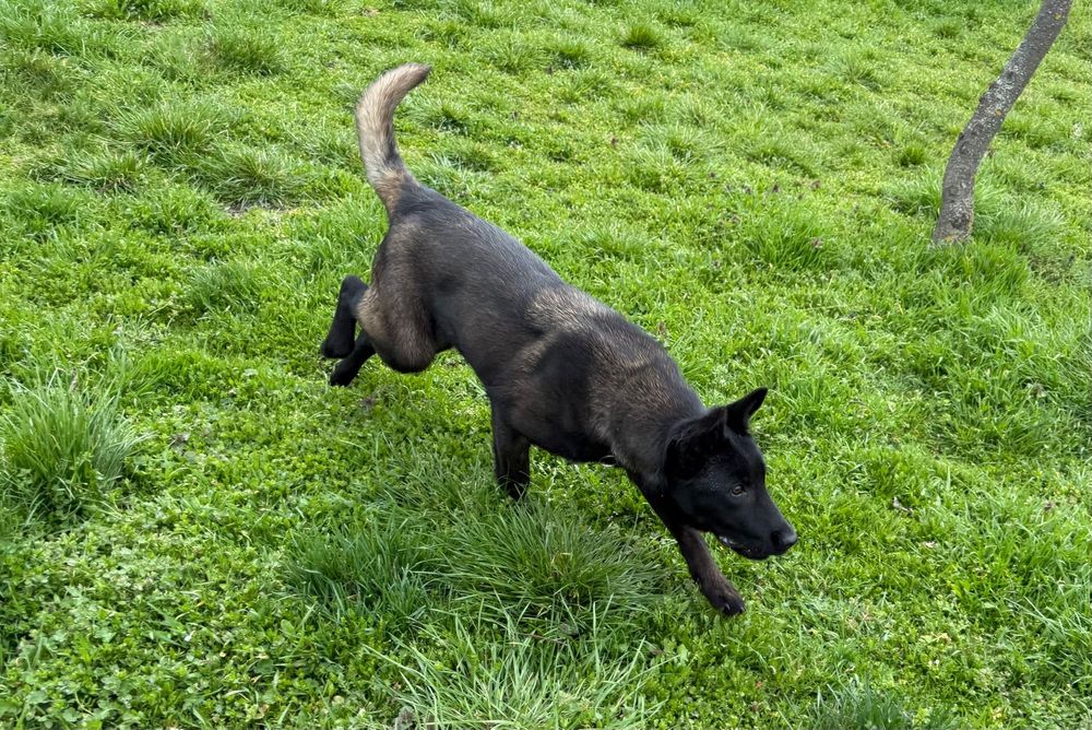 Femela Ciobanesc Belgian Malinois DRESATA