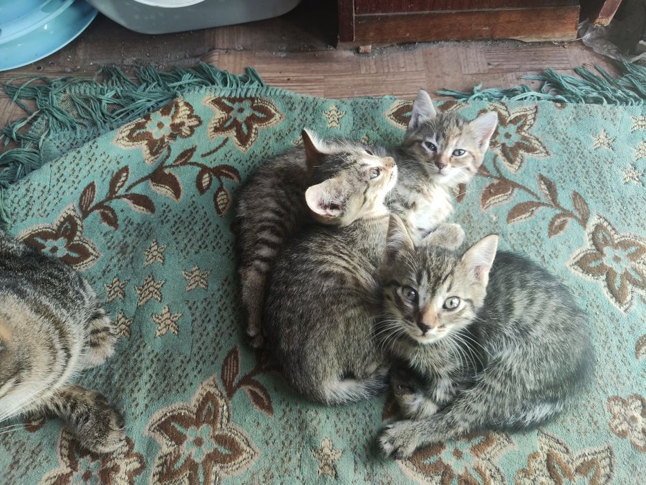 Отдам троих милых котят !