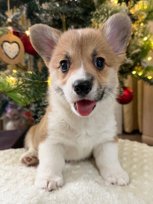 Вельш корги пемброк мальчик