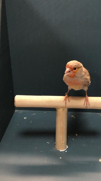 Канарейка (Кенор самец)