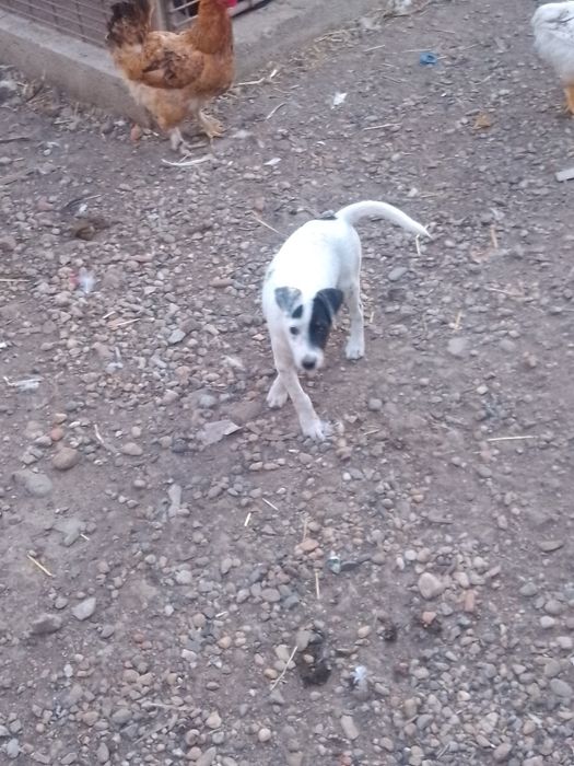 Jack Russel terrier