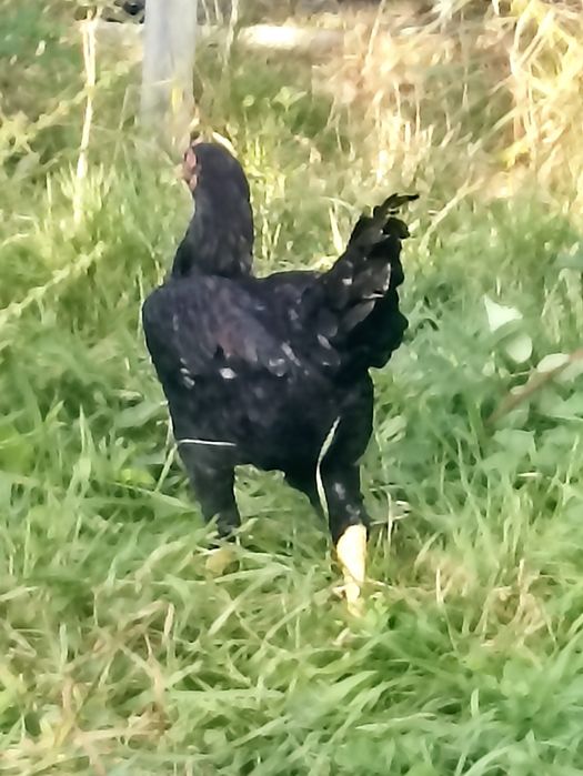 Vând cocos ,Combatant indian negru