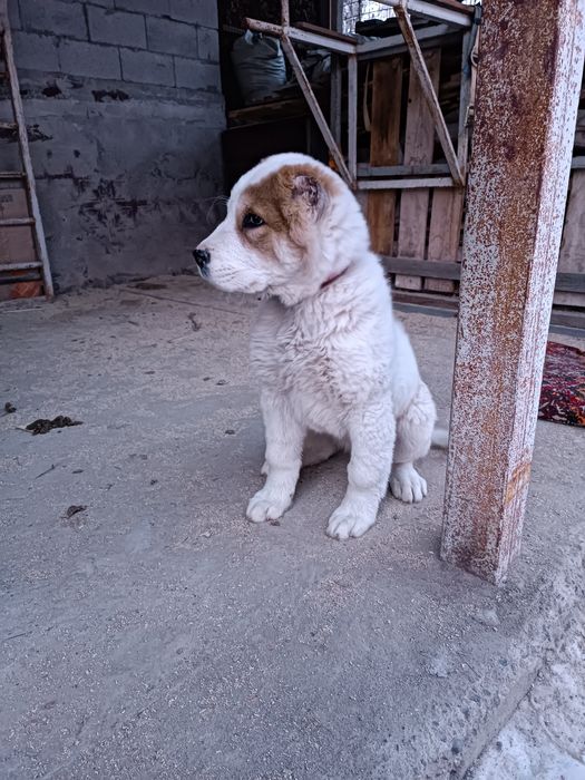 Ит сатылады  холка 85