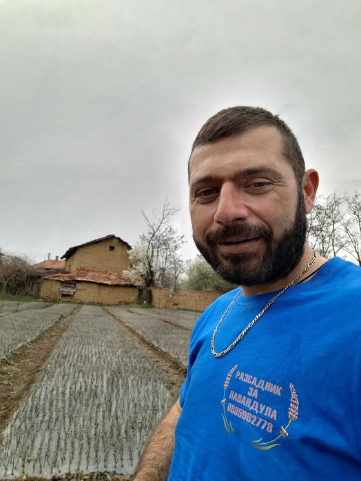 Разсад лавандула .