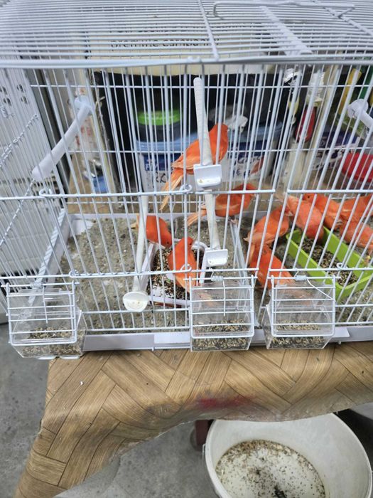 Vand Canari Rosii de Cantec