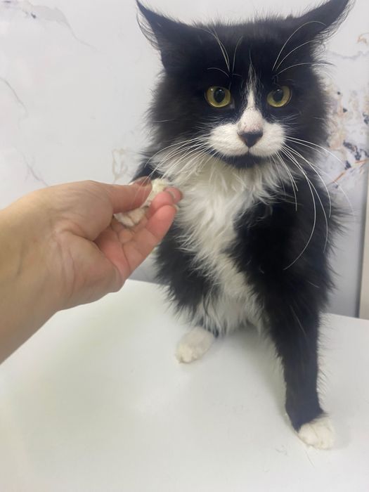 Кот в лучшую семью