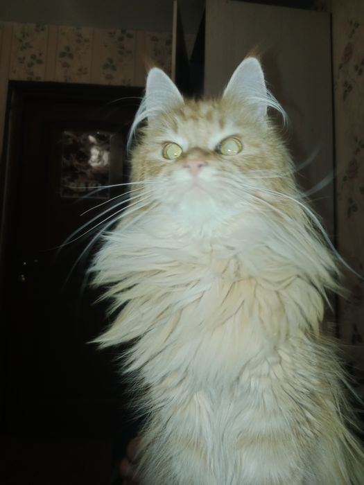 Кошка Мейн Кун 2 года