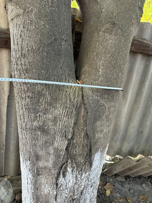 Дерево ореха на распил