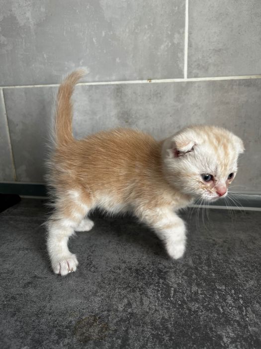 Шотландский котята