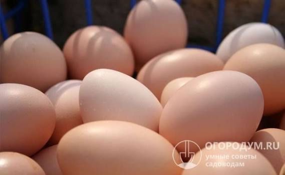 Куры несушка коралл ник