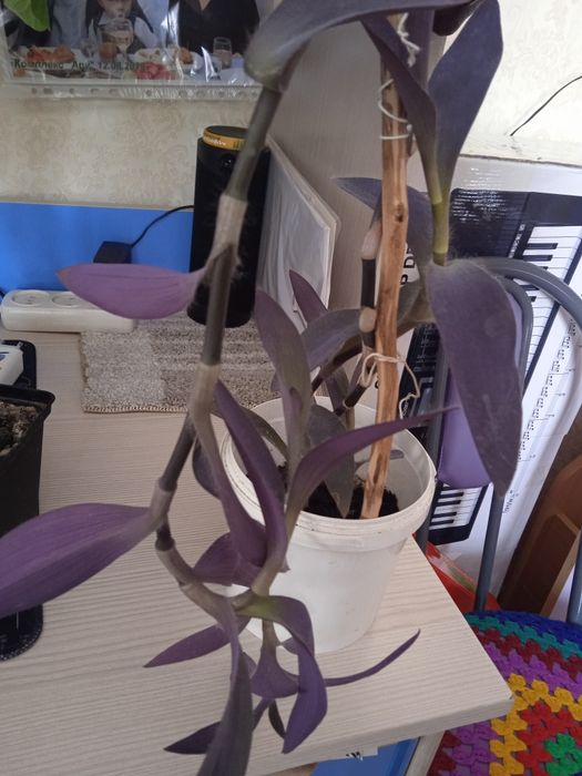 Цветы цветы цветы цена 500тенге