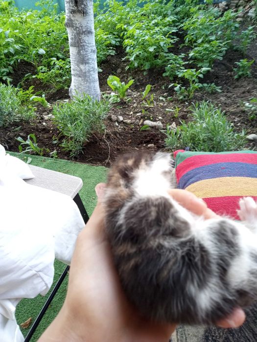 Малки котета на 6 дни подаряват се