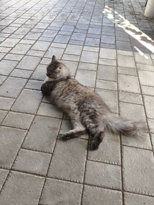 Отдам кота в хорошие руки