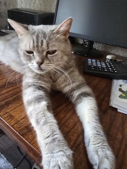 Котенок мальчик красавец и его умница мама)))