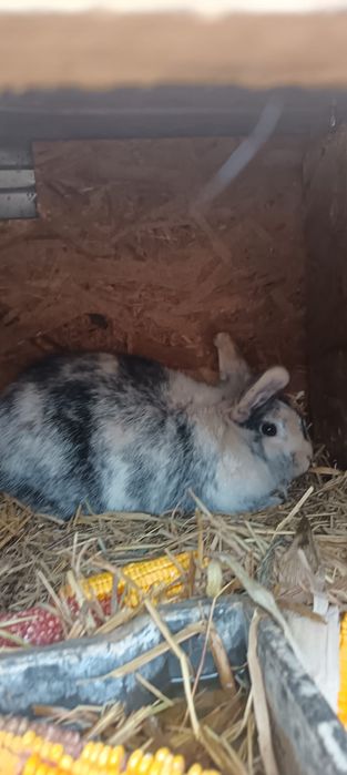 Vand iepuri sau schimb