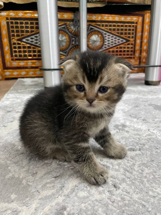 Mushuklar (кошка)