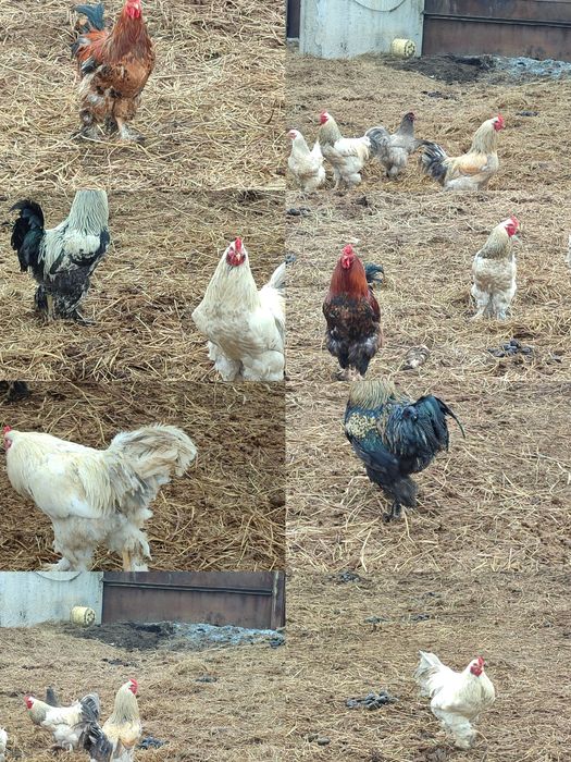 Продам петухов брама