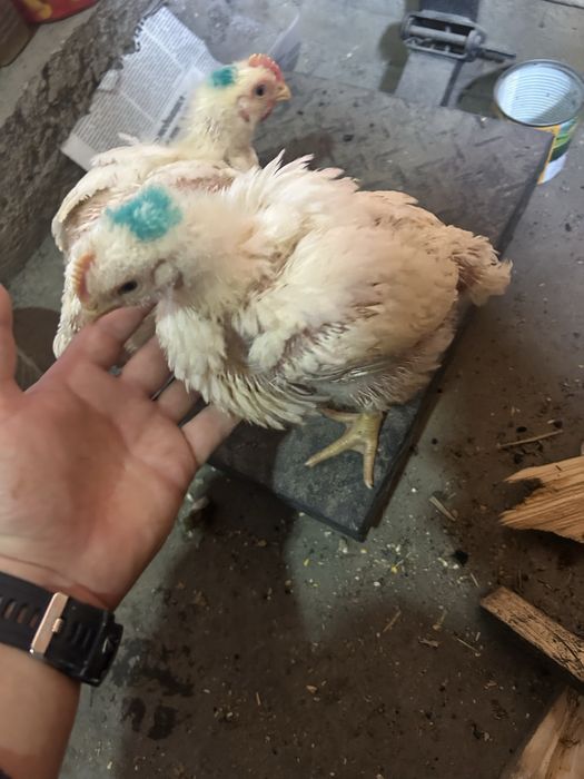 Продам бройлеров 26 дней